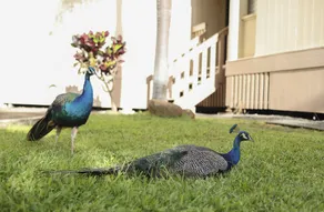 Experience Authentic Hawaii on Oahu's West Side! 5 Minutes to the Beach! - Image 5