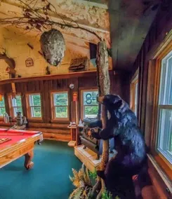Unique and charming, exquisitely themed Log Cabin - Image 2