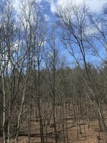 Woodstock Artist's Retreat - Image 5