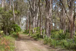 Djarlma al Redgate Forest Retreat - Image 5