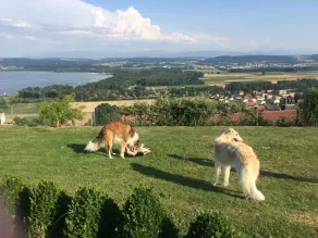 Schweiziska Borzoi House & Spa - Image 4