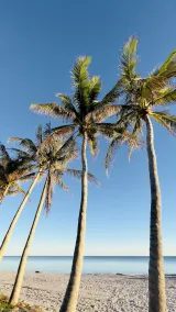 SUGAR PALM SUITE ~ Adult Only, Cozy 1 BR, 1 Ba w/ Kitchen and Community Pool! - Image 3