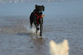 Norfolk Farm Stays by Beach Dog Friendly - Image 3