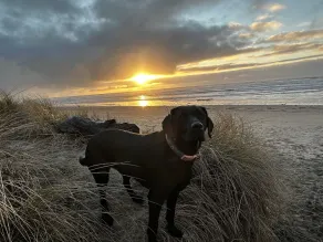 Cute Cottage walking distance to 7 miles of beach - Dogs welcome! - Image 2