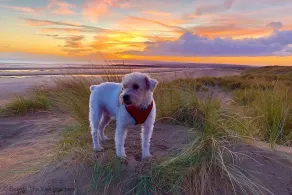 Win Gagnant 2BR Cottage Camber Sands Gagnant ⭐️ - Image 2