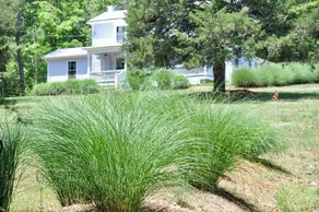 Historic Lilac Cottage - sleeps 8, firepit, nearby river access - Image 4
