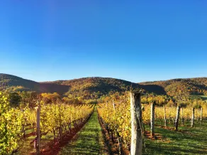 Afton Mountain Vineyards - Image 4
