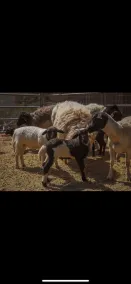 Family Friendly Farmhouse! - Image 4