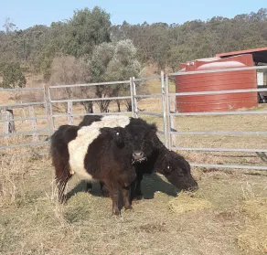 Beautiful views in a country farm setting - Image 2