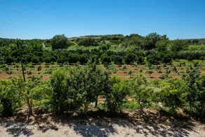 Quinta Do Pomarinho 46328 / AL - Image 5