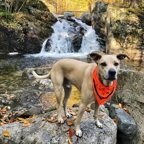 Unique Off-grid stay in the heart of the White Mountain National Forest - Image 2
