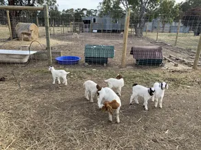 Glamping Tent in a farm with lots of pets - Image 4