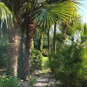 Les 3 Kois - Image 3