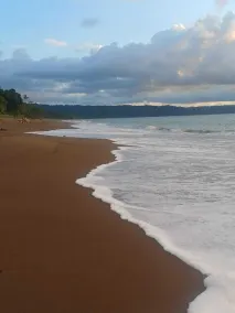 Ceiba Ganadito - Image 4