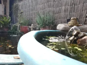 Casa Niwa Koi Entre Peces - Image 5