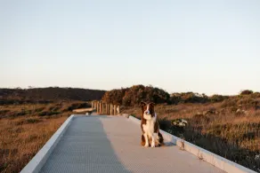 anglesea outlook great ocean road - Image 4