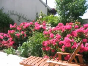 THE PINK ROOM ***** - Image 3