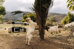 A Little Blue Farmhouse:TemeculaWine Country Farm - Image 5