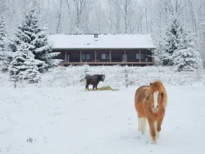Greenwood At Entangled Acres - Log Cabin w\\WiFi on 16 Acre Animal Sanctuary - Image 5