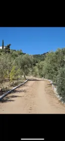 In an olive grove and close to the sea - Image 5