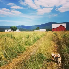 Restez dans une ferme avec des jardins, des animaux et votre fermier hôte! - Image 5