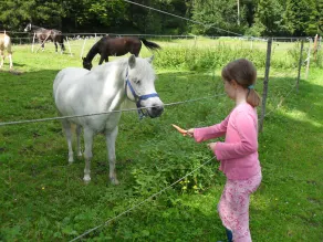 4 * sommerhus i en rolig drøm beliggenhed. Ideel til familier, hundeejere og ryttere - Image 5