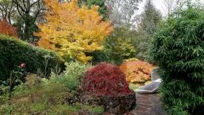 Tree Tops - Image 5