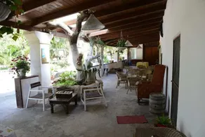 The Legacy of the Olive Trees - Image 3