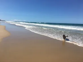 O lugar do Sid !!!! PETS, PRAIA, MT COOLUM, LOJAS, GOLFE 🐶⛳️🏖 - Image 4