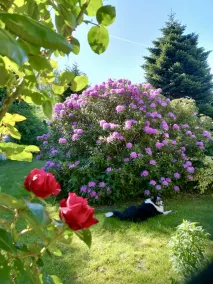 Vacation with a dog on the Schlei - Image 2