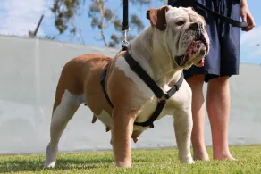 Tiny Home in Bulldog Paradise with free puppy love ❤️ - Image 2