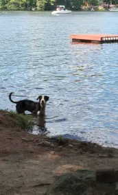 WATERFRONT DOG FRIENDLY 3 BR 2 BATH YEAR ROUND HOME - Image 5