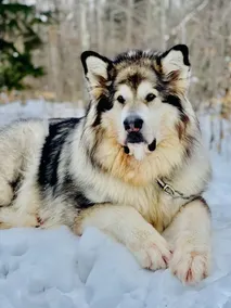 Wolves Den mit Whirlpool im Freien - Image 3