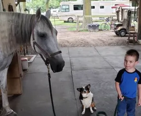 Horseback Riding Ranch Quality RV; Horses For All Ages and Levels on 25 acres! - Image 2