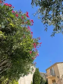 Gite 2 Personnes Avec Terrasse, Piscine et Jardin, la Closerie de Besocia - Image 4