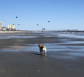 Cherry Grove Waterfront Guesthouse, Pet-Friendly, Steps To Beach - Image 3