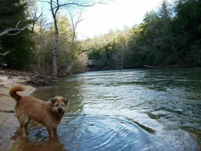 Auf einer Klippe mit Blick auf Clear Creek, Sipsey Wilderness, Trails! - Image 2