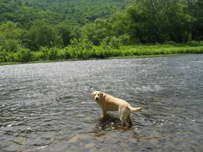 Cabine Creekfront vierge et acceptant les animaux: réservez dès maintenant pour l'été! - Image 2