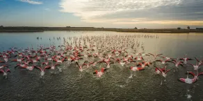 Evita Flamingo - Image 3