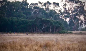 Grevillea King Suite. Inlet Waters Escape. Stroll the inlet & nature boardwalk. - Image 5