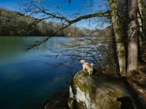 Gîte in the heart of nature next to a lake. Pets welcome! - Image 2