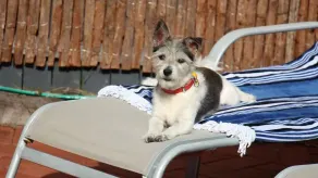 Surfers Beach Cottage Animaux acceptés - Image 2