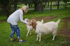 Nanny Goat Hill - Rummelig Kangaroo Valley Escape - Image 3