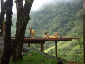 Abundant and peaceful nature in the vicinity of Quito - Image 2