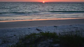 #201 Sand Piper: 2B / 2B - Image 5
