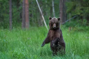 Bear Watching and Photography Hide - Image 4