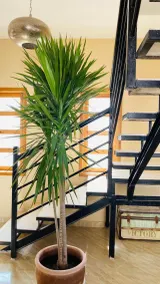 Central modern villa with 360 views of Dahab - Image 3