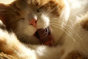tranquilla oasi nel lago di Costanza in campagna con cura dei gatti - Image 2