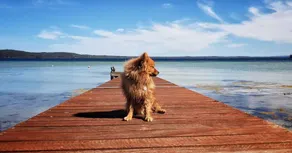 Boathouse : Surrounded by Water, Wrapped in Nature - Image 2