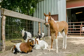 Twinkling Star at RockinStarRanch - Image 2